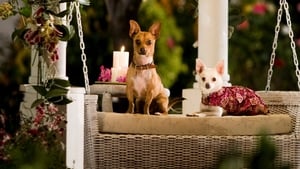 Beverly Hills Chihuahuascreenshot 5