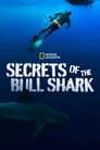 Secrets of the Bull Shark