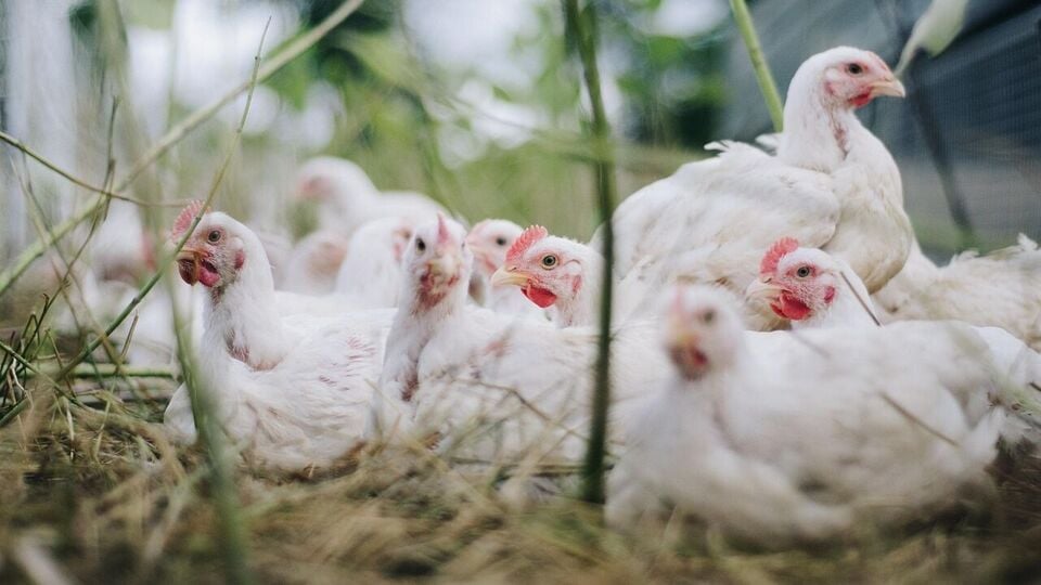 chickens 4474176 1280 1708262597308 1741104002492